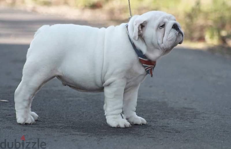 English Bulldog Male for Sale With Pedigree FCI ( Imported ) 3