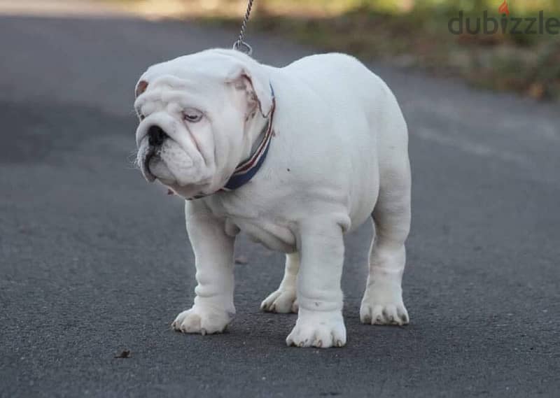 English Bulldog Male for Sale With Pedigree FCI ( Imported ) 4