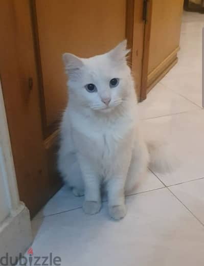 قطة مرحة ورفيقة اجتماعية            Playful, social companion cat