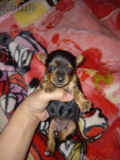 Chorkie ( Chihuahua & Yorkshire )