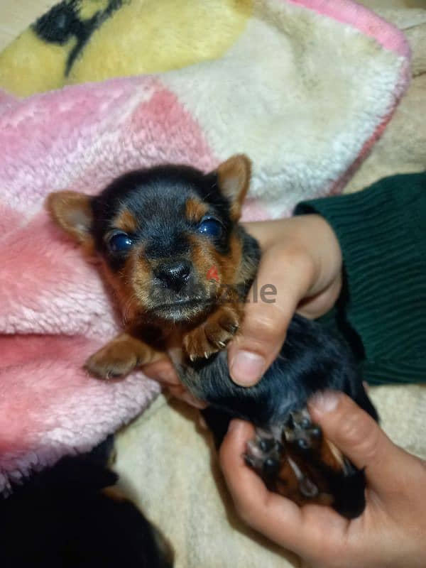 Chorkie ( Chihuahua & Yorkshire ) 2