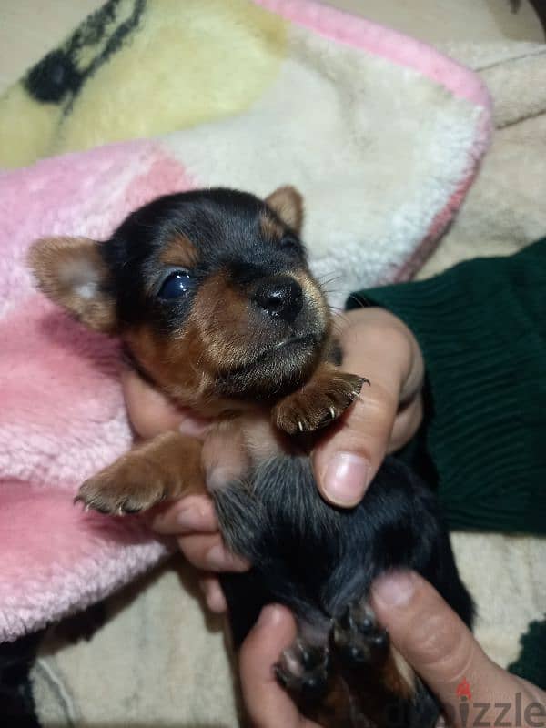 Chorkie ( Chihuahua & Yorkshire ) 3