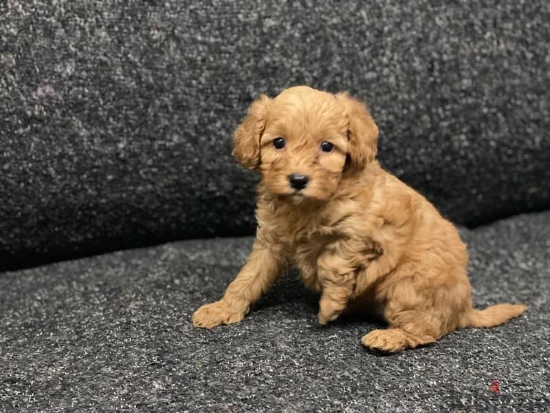 ملتيبو بودل  maltipoo poodle 0