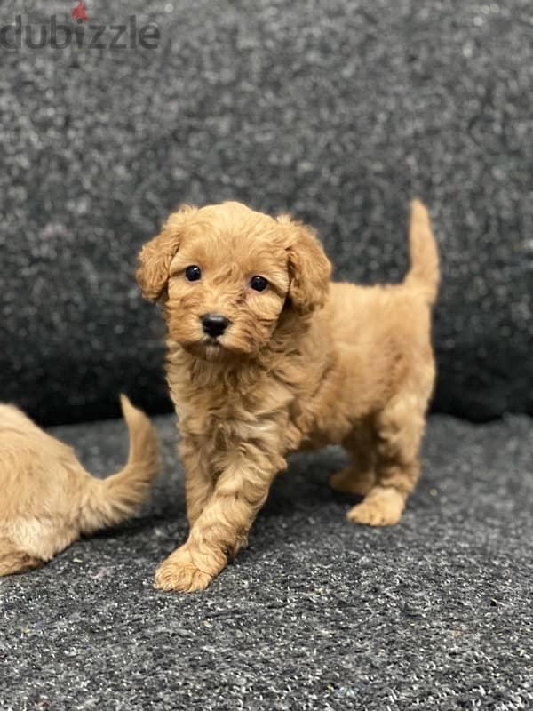 ملتيبو بودل  maltipoo poodle 1