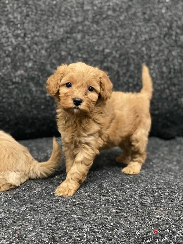 ملتيبو بودل  maltipoo poodle 2