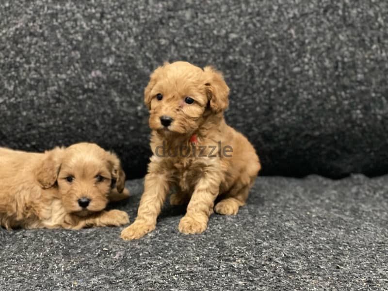 ملتيبو بودل  maltipoo poodle 3