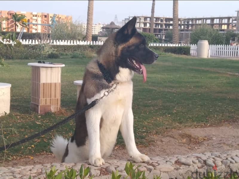 American akita 0