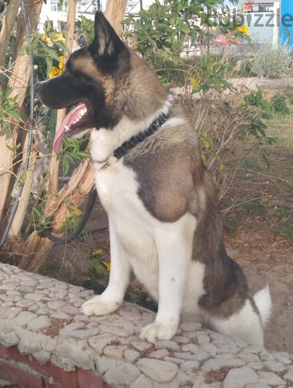 American akita 1