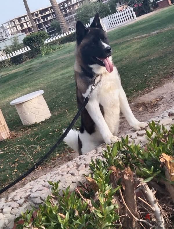 American akita 4