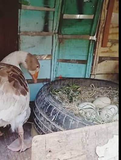 للبيع مجموعه وز دكر وعدد 2 نتي شغالين ماشاءالله