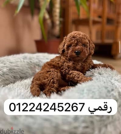 toy poodle