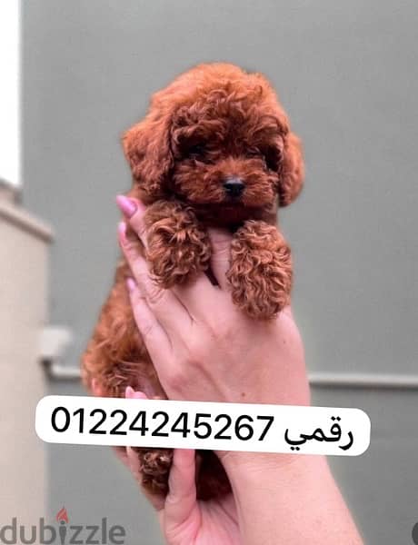 toy poodle 45 dyas 0