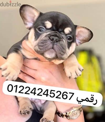 french bulldogs 45 days