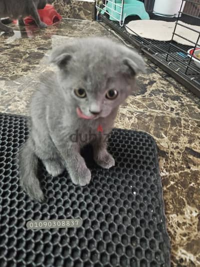 lovely fluffy straight and fold scottish cat