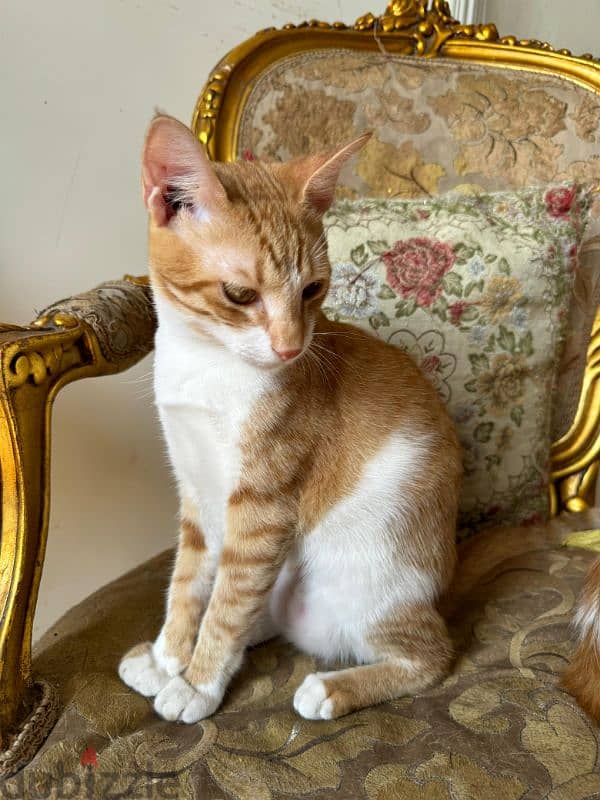 6 months old kittens قطط ستة اشهر 8