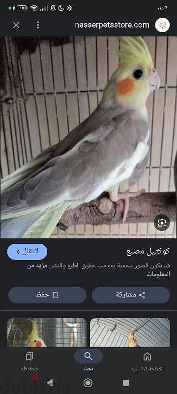 مطلوب ذكر كوكتيل