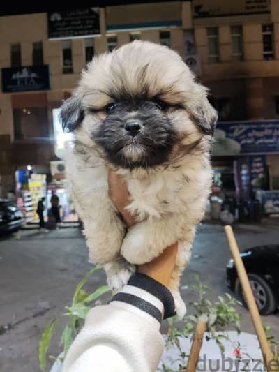 Havanese puppies 45 days .