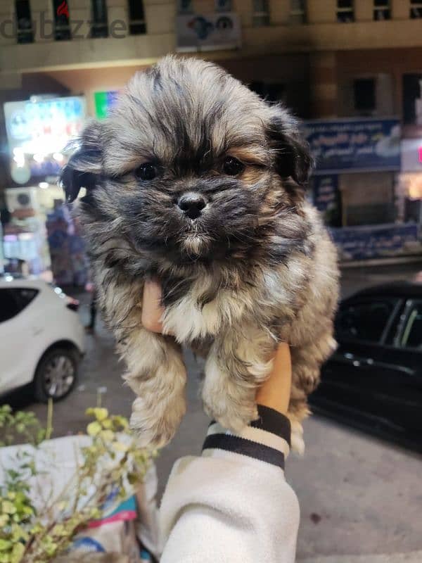 Havanese puppies 45 days . 3