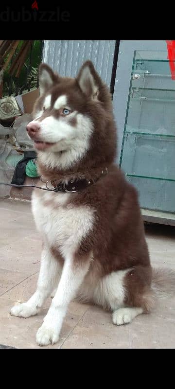 husky 0