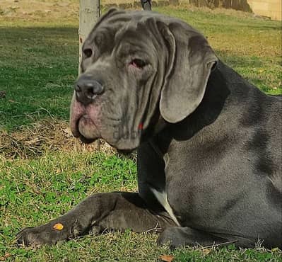 canecorso كين كورسو