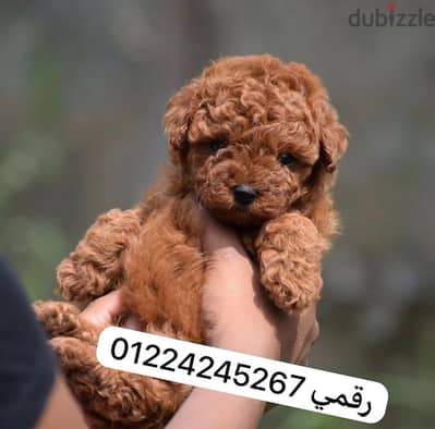 toy poodle _ توي بودل