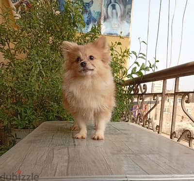 Pomeranian