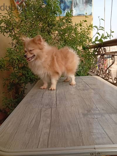 Pomeranian teacup 6 months vaccinated with certificate ولد بوميرانيان