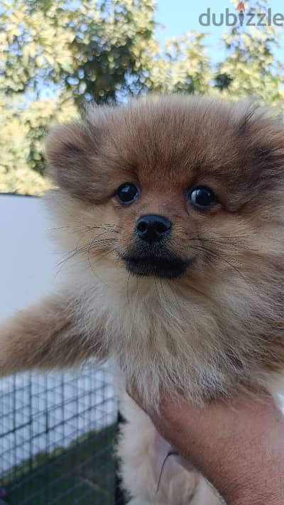 Pomeranian