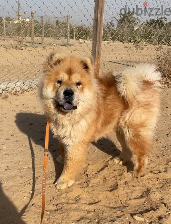 Chow Chow male puppy 0