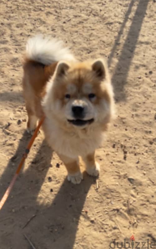 Chow Chow male puppy 1