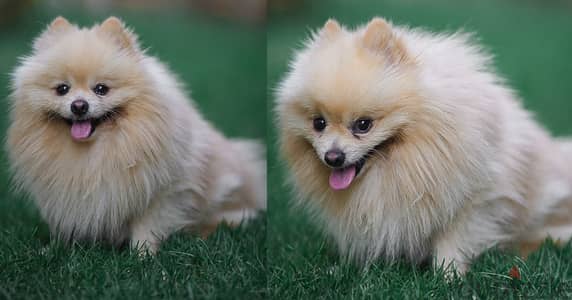 Pomeranian Dog for Mating - كلب بوميرانين للزواج