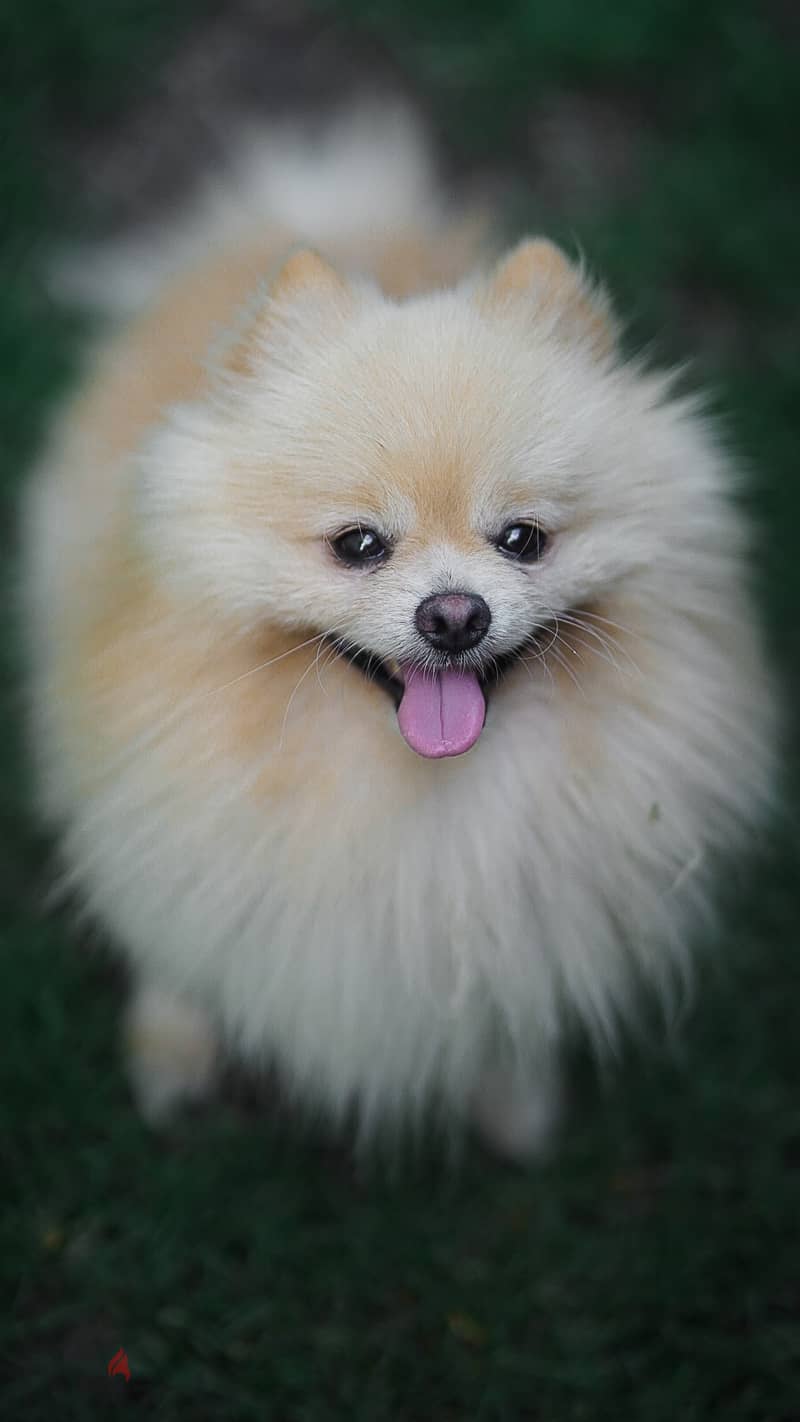 Pomeranian Dog for Mating - كلب بوميرانين للزواج 1