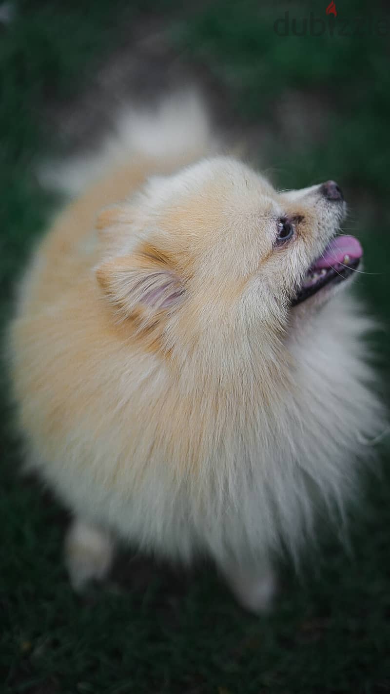 Pomeranian Dog for Mating - كلب بوميرانين للزواج 2