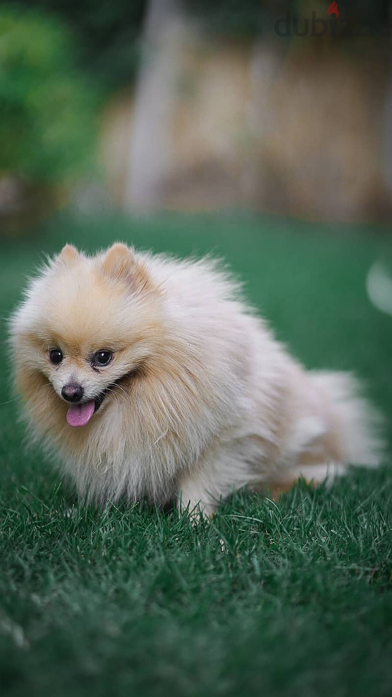 Pomeranian Dog for Mating - كلب بوميرانين للزواج 3