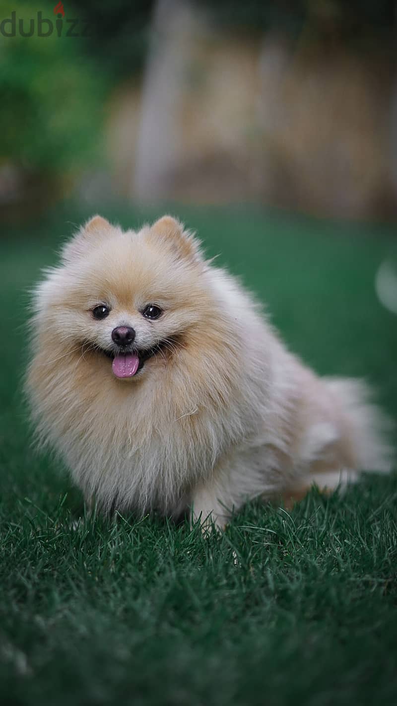 Pomeranian Dog for Mating - كلب بوميرانين للزواج 4