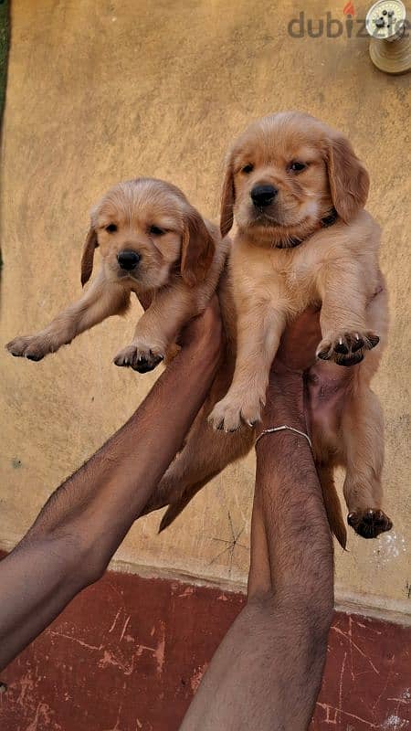 Golden Retrivar puppies 0