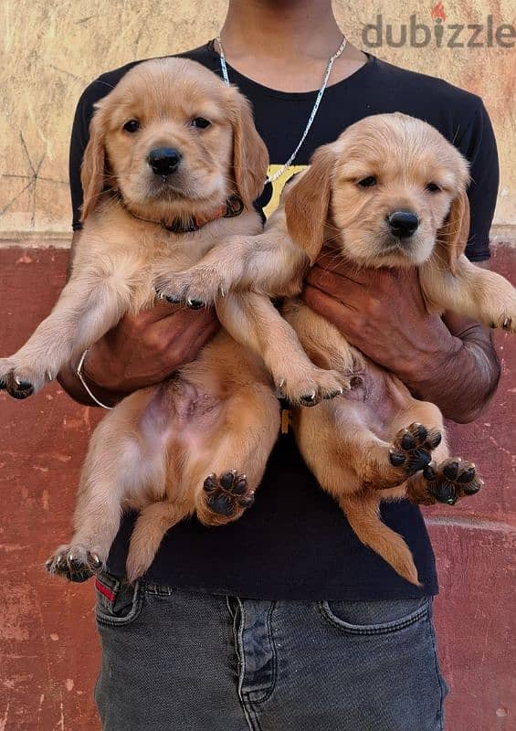 Golden Retrivar puppies 1