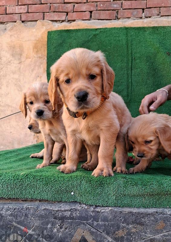 Golden Retrivar puppies 2