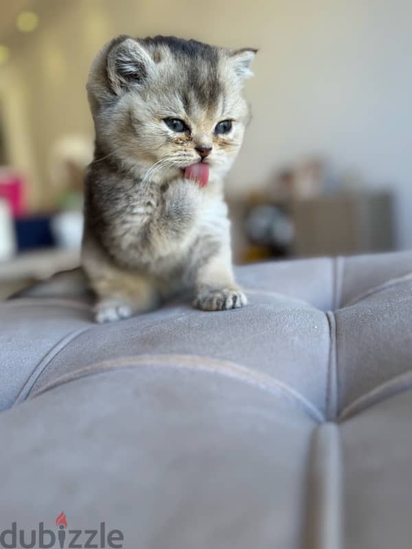 Golden British Shorthair cats 1