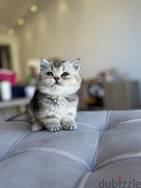 Golden British Shorthair cats 2