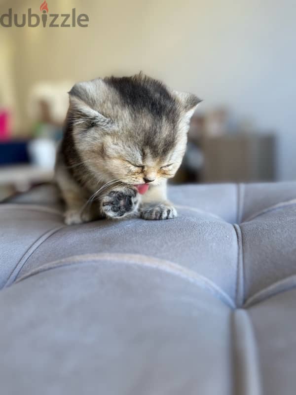 Golden British Shorthair cats 3