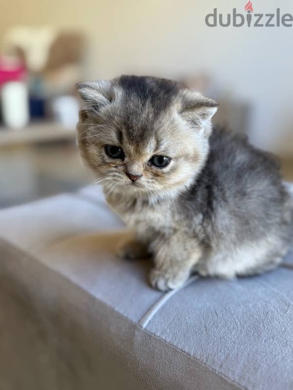 Golden British Shorthair cats 5