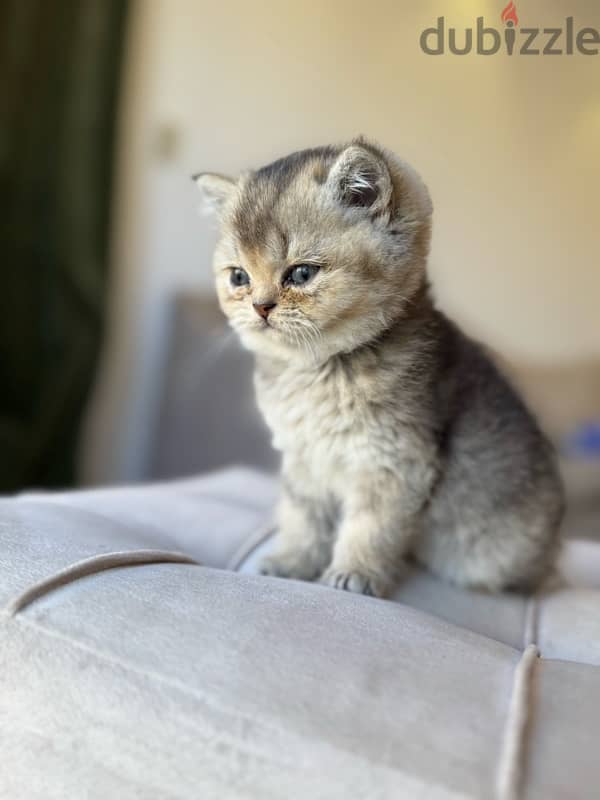 Golden British Shorthair cats 6