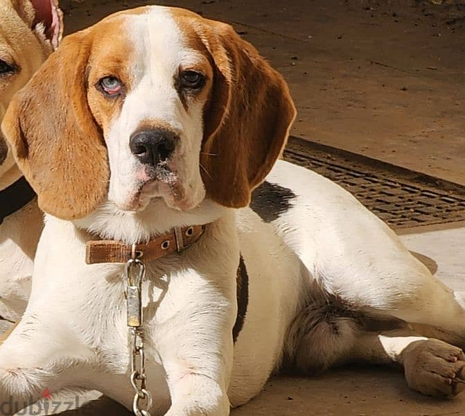 7 months beagle imported parents 0