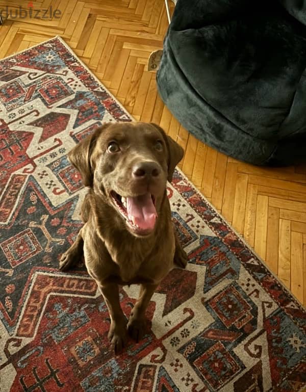 brown Labrador for mating 0