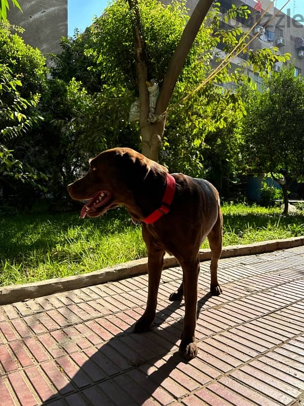 brown Labrador for mating 1