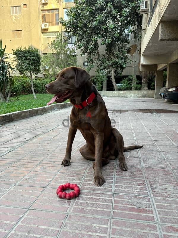 brown Labrador for mating 2