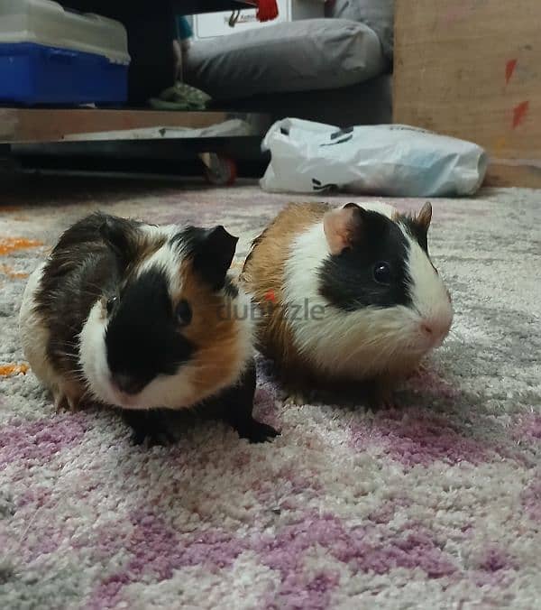 guinea pigs 0