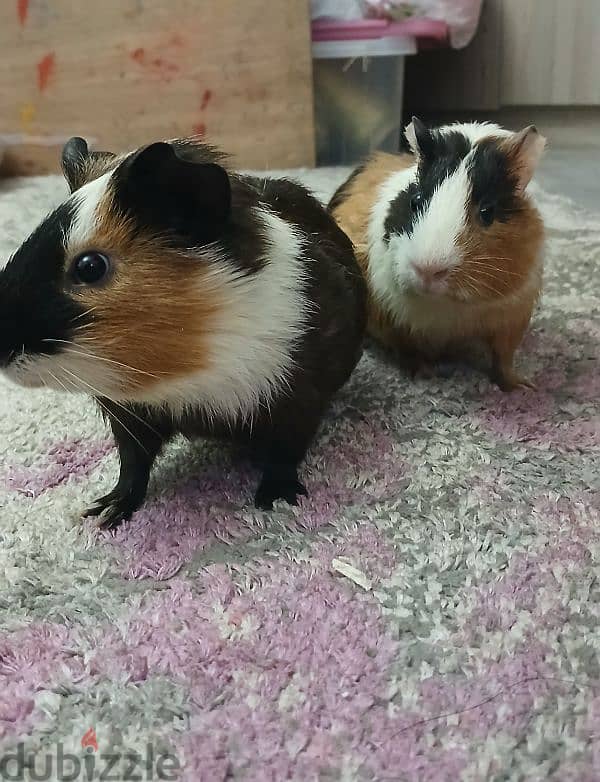 guinea pigs 1