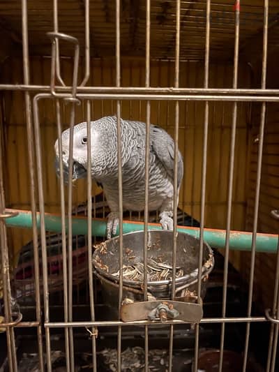 african grey parrot/ كاسكو زنجباري